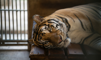 tiger in a zoo cage
