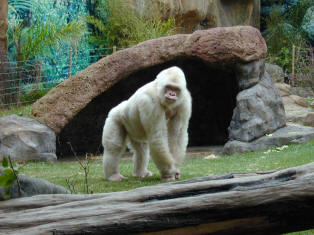 Le gorille blanc du zoo de Barcelone