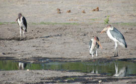 Marabout, héron, aigrette, cigognes, grue, flaman