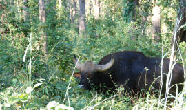 Les gaurs (bison d’inde)