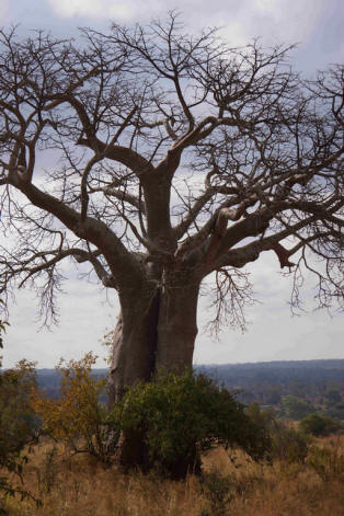 Baobabs et paysages d’animaux
