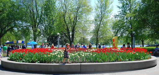 Les tulipes de la Capitale Ottawa