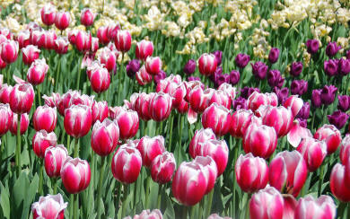 Les tulipes de la Capitale Ottawa